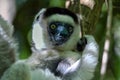 Verreaux sifaka lemur Propithecus verreauxi Ã¢â¬â portrait, Madagascar nature